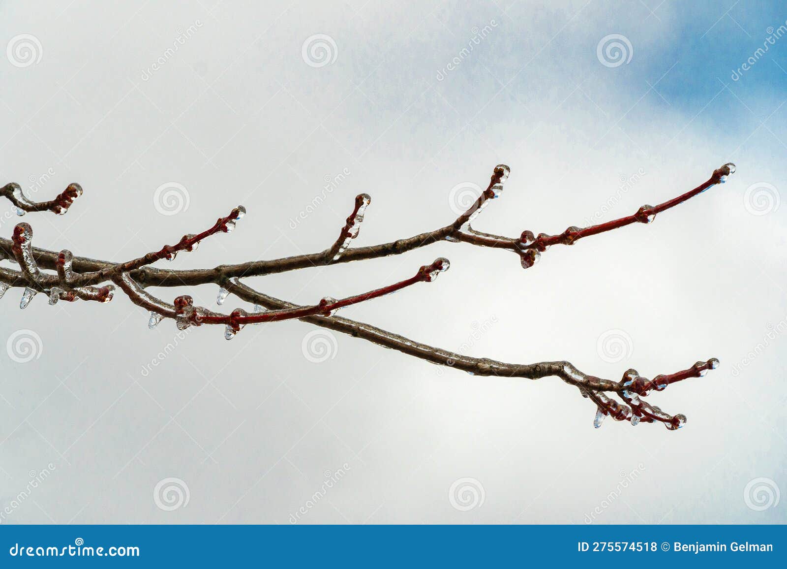 tree branch covered with ice